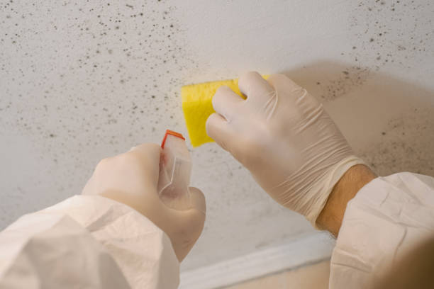 Best Mold Removal for HVAC Installations  in Sand Lake, MI