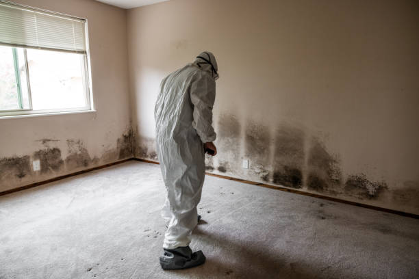 Best Mold Damage Restoration  in Sand Lake, MI